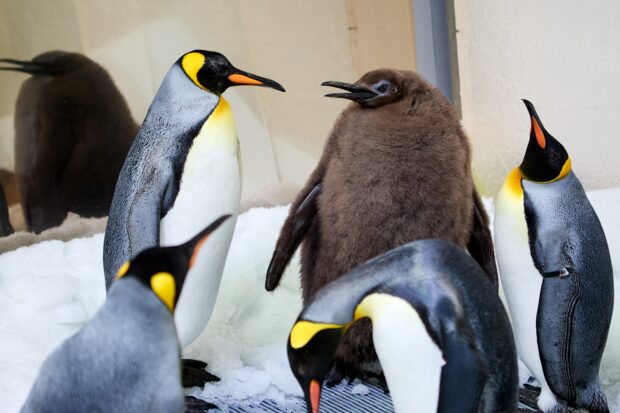 Too cute to be true, baby penguin Pesto waddles his way to viral fame