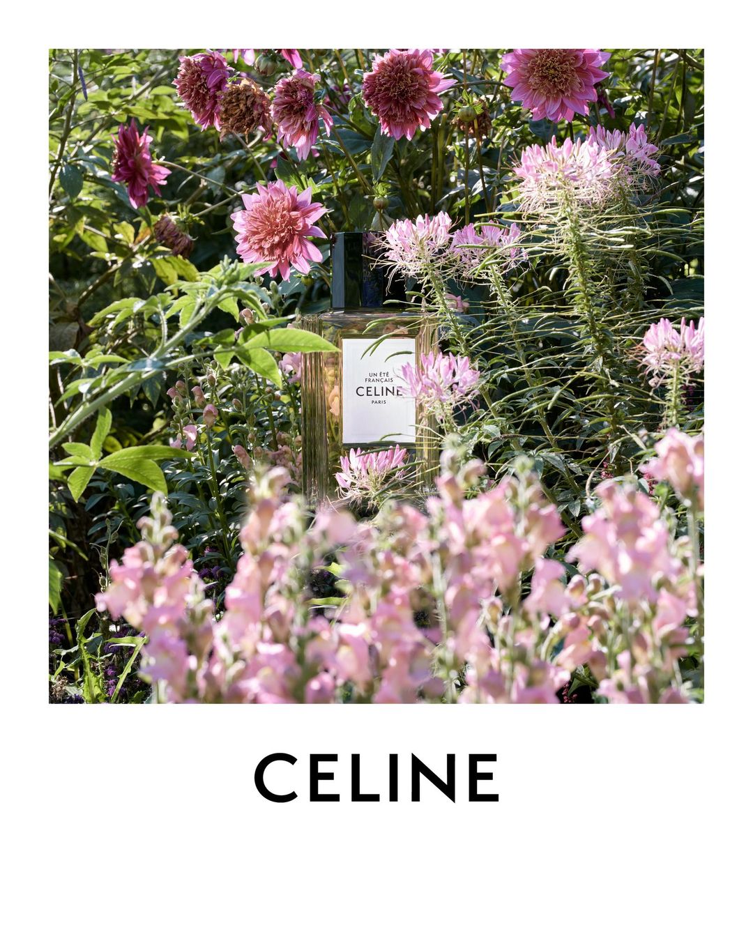 celine perfume