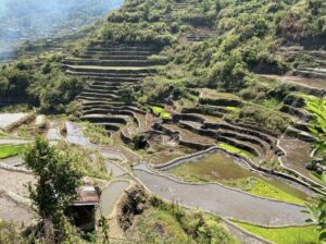 A section of the Maligcong Rice Terraces