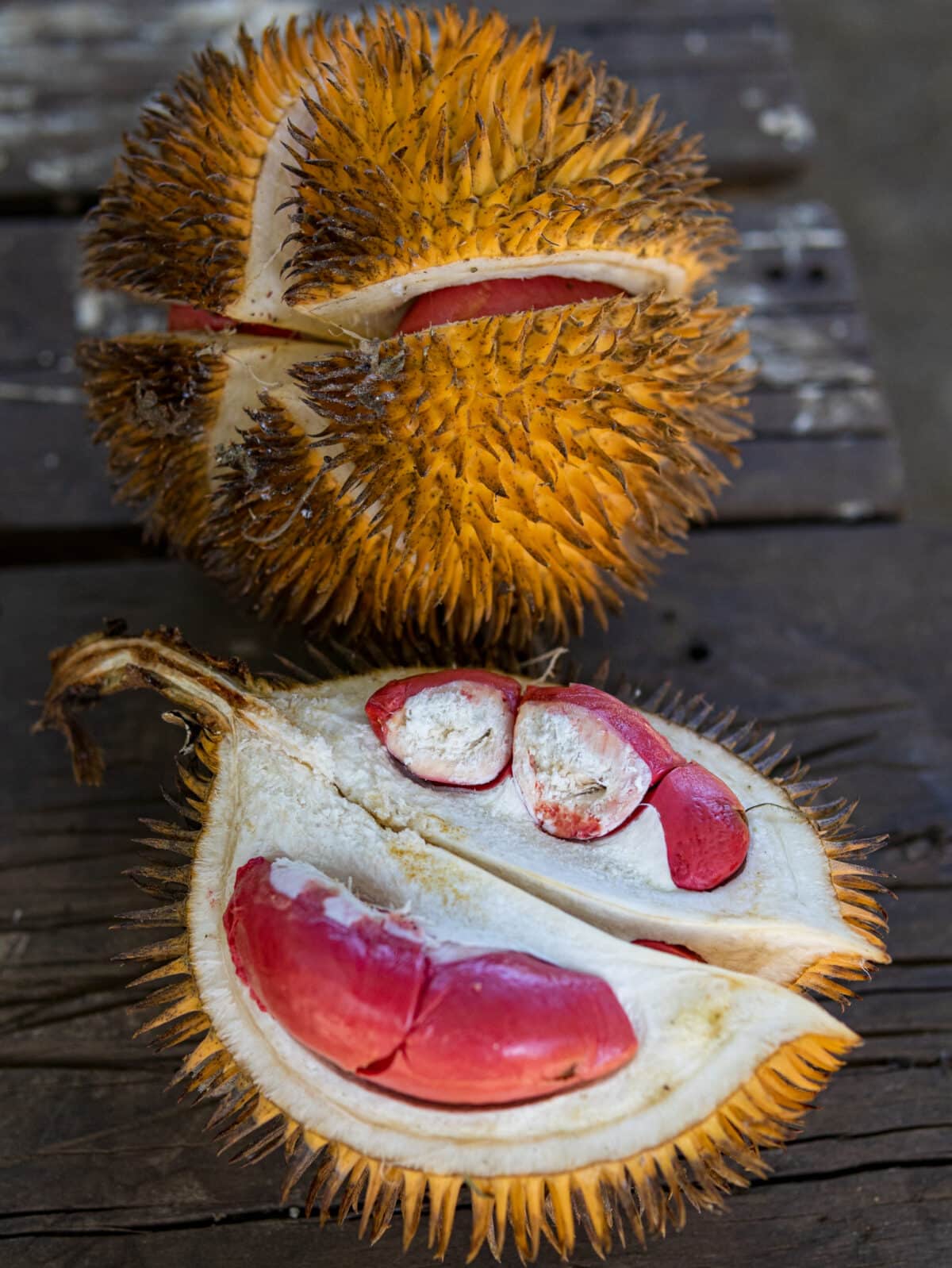 Dugyan (red durian)